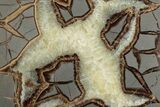 Polished Septarian Nodule End-Cut - Utah #378353-1